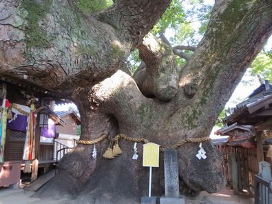 三島神社の薫蓋樟