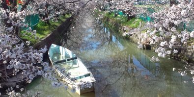 三ツ島水路の桜
