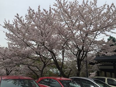 四條畷神社の桜